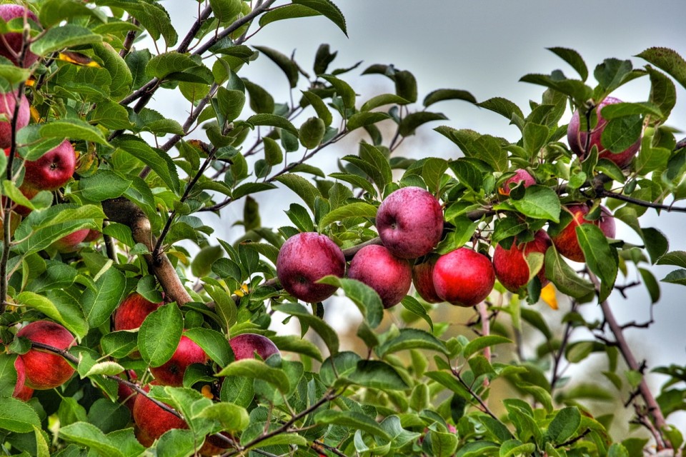 apples-960x640.jpg